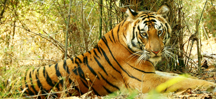 Bandhavgarh National Park