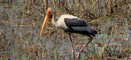 Bharatpur Bird Sanctuary